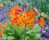 Show product details for Primula cockburniana
